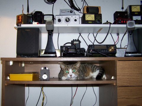 Katze